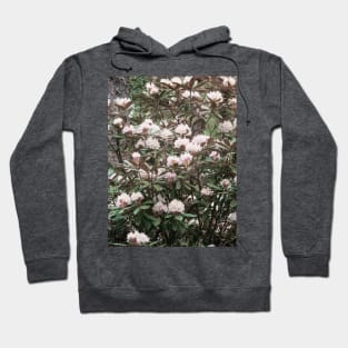 Blush pink rhododendron Hoodie